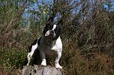 BOULEDOGUE FRANCAIS 824